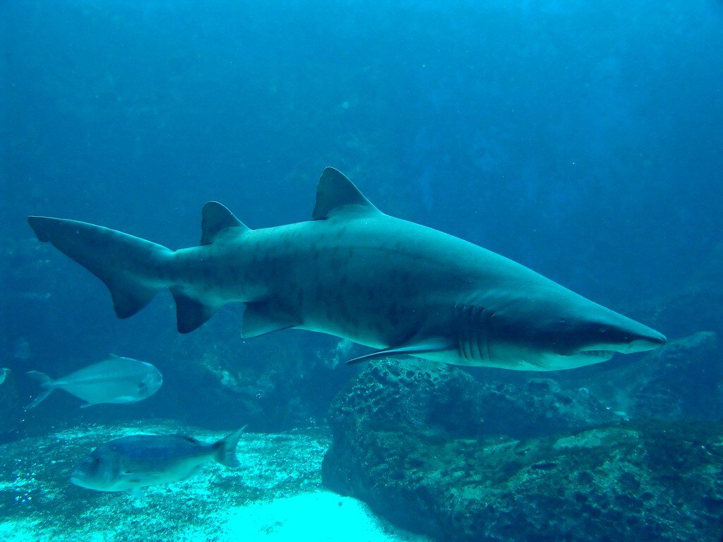 Grey nurse shark