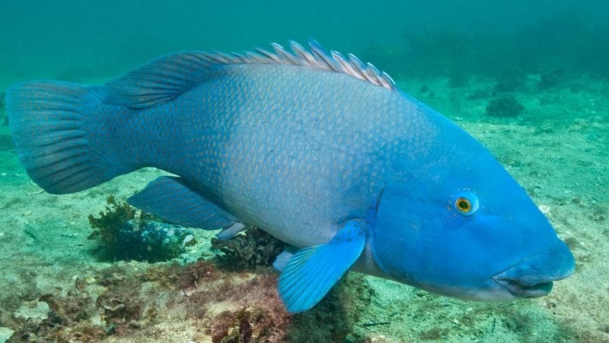 Blue groper