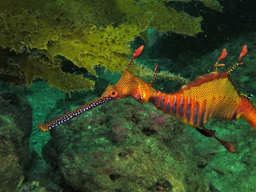 Weedy sea dragon